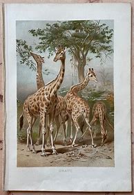 Image result for Vintage Animal Prints
