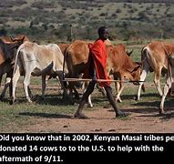 Image result for Maasai Cows