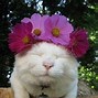 Image result for Cat with Flower On Head Meme