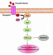 Image result for mTOR Pathway