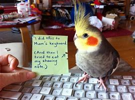 Image result for Funny Bird Memes Clean