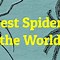 Image result for Biggest Huntsman Spider in the World