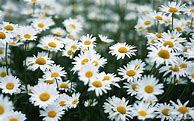 Image result for Daisy Flower Desktop Background Aesthetic