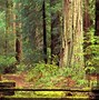 Image result for Redwood Forest Road