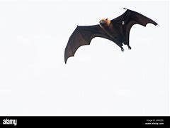 Image result for Black-capped Fruit Bat