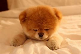 Image result for Boo the Cutest Dog in the World Sleeping