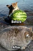 Image result for Funny Fat Cat Memes Clean