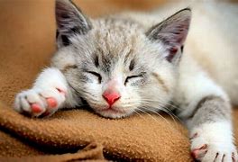Image result for Cute Cat Wallpaper for Computer