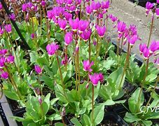 Image result for Dodecatheon pulchellum Red Wings