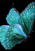 Image result for Glowing Butterflies