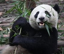 Image result for Panda Habits
