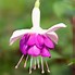 Image result for Fuchsia Constance