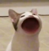 Image result for Cat Covering Mouth Meme
