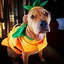 Image result for Pitbull Dog Costumes