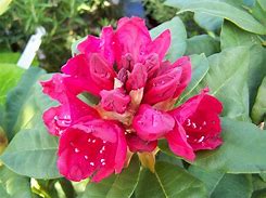 Image result for Rhododendron (C) Lord Roberts