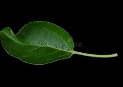 Image result for Apple Tree Leaf