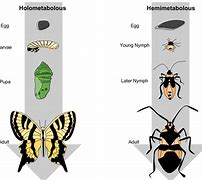 Image result for Weirdest Insect Life Cycle