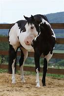 Image result for White Paint Horse