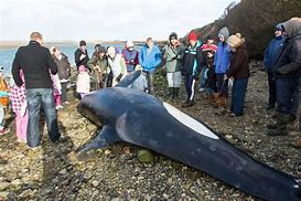 Image result for Five-Meter Whale
