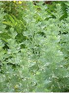 Image result for Artemisia absinthium Lambrook Silver