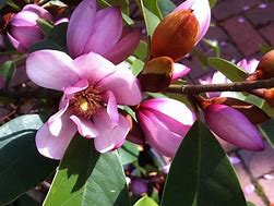 Magnolia Fairy Blush ಗಾಗಿ ಇಮೇಜ್ ಫಲಿತಾಂಶ