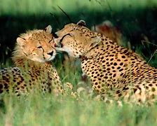 Image result for Kenya Animals