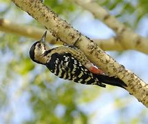 Image result for Dendrocopos macei