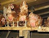 Image result for Factory Farming