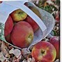 Image result for 80Z Apple Fruit