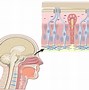 Image result for Bipolar Cells Location in Eye