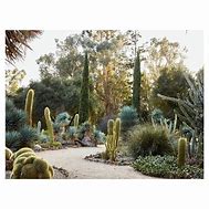 Image result for Arizona Cactus Lawn