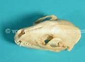 Image result for Raccoon Jawbone