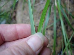 Image result for calamagrostis_stricta