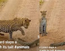 Image result for viral animal