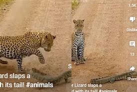 Image result for viral animal