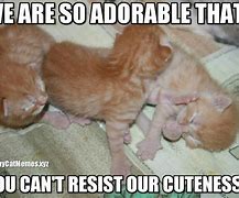 Image result for Fluffy Adorable Kitten Memes