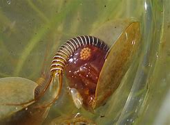 Image result for Tadpole Shrimp Eggs
