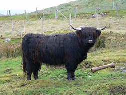 Image result for Male Angus Cow