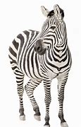 Image result for Zebra 300 Dpi