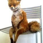 Image result for Taxidermy Fox Meme