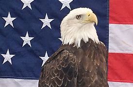 Image result for Bald Eagle Patriotic Symbol