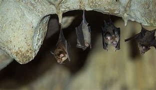 Image result for Baby Black Bat Cave