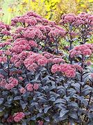 Image result for Sedum (H) José Aubergine ®