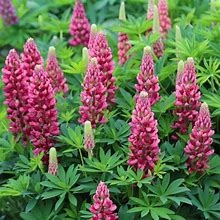 Image result for Lupinus Gallery Red