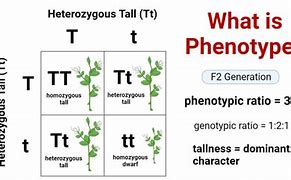 Image result for Phenotype Chart