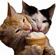 Image result for Kittens Eating