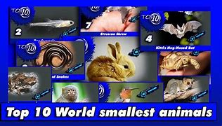 Image result for World's Smallest Animal