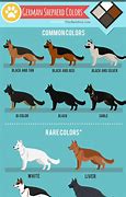 Image result for All Types of German Shepherd Dog