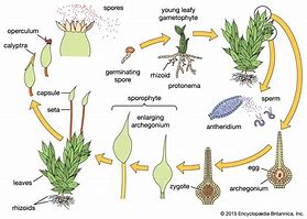 Image result for Spore Formation Reproduction