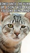 Image result for Cat Memes Not Clean